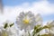 Gardening and greenhouse. floral shop. blooming white petals. flower with open buds. petunia on sunny blue sky background. bright