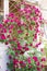 Gardening and growing plants of flowers. A bright red shrub pink rose blooms in summer on a wall in the courtyard of a building