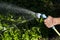 Gardening. hand watering plants. eggplant in vegetable garden. close up