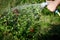 Gardening. hand watering plants. eggplant in vegetable garden. close up