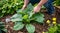 Gardening Hands Planting Hostas in Soil. Generative ai