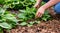 Gardening Hands Planting Hostas in Soil. Generative ai
