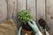 Gardening hobby concept. Hands holding eco pot, plant, shovel, wooden background