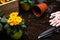 Gardening Hobby and Leisure at Spring Season. Planting Pots and Blooming Flowers. Gardening Tools. Senior Activity Concept