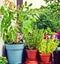 Gardening at home on the balcony, pots with herbs and wisteria