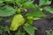 Gardening. Home garden, bed. Pepper Caps. Capsicum annuum. Agricultural vegetables. Annual herbaceous plant