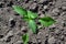 Gardening. Home garden, flower bed. Green leaves, bushes. Pepper Caps. Capsicum annuum