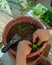 Gardening at home. Replanting green chillies in home balcony garden. Potted green plants at home