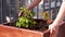 Gardening and horticulture. Growing girlish grapes in a box on a terrace in the city.