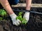 Gardening, horticulture, planting tomatoes. Women& x27;s hands in protective gloves planting seedlings in the ground