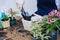 Gardening in house, Gardener prepares the soil in a vase