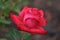 gardening. hybrid tea rose of the Chrysler Imperia variety on a green background on a summer day