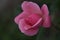 gardening. hybrid tea rose of the Queen Elizabeth variety on a green background on a summer day