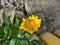 Gardening Ideas Yellow Flower