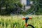Gardening irrigation system watering green plants. Rotation sprinkler and splash water drops.