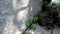 Gardening, landscaping, grass care. A man tears grass near his house