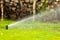 Gardening. Lawn sprinkler spraying water over grass.