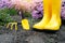 Gardening. Little garden shovel, rake and rain boots standing on the soil