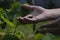 Gardening. The man& x27;s hand collects blackcurrant berries from a green bush