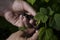 Gardening. The man& x27;s hand collects blackcurrant berries from a green bush