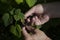 Gardening. The man& x27;s hand collects blackcurrant berries from a green bush