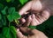 Gardening. The man& x27;s hand collects blackcurrant berries from a green bush