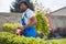 Gardening Mastery: Afro-American Gardener Sculpting Hedges with Expertise and Style