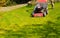 Gardening. Mowing green lawn with red lawnmower