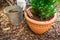 Gardening - Mulching plants with pine bark against to weeds