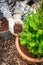 Gardening - Mulching plants with pine bark against to weeds