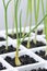 Gardening, onion, Allium cepa transplants