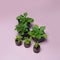 Gardening. Petunia seedlings in a black pot. Cultivation in a peat tablet. Sale of crop products in a flower shop