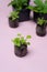 Gardening. Petunia seedlings in a black pot. Cultivation in a peat tablet. Sale of crop products in a flower shop