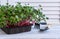 Gardening, planting micro greens at home on the windowsill. Radish sprouts in tray