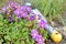 Gardening: Planting primrose flowers in the garden