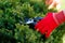 Gardening pruning closeup, trimming bushes in spring