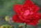 gardening. red rose of the Quadra variety on a green background on a summer day