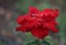 gardening. red rose of the Quadra variety on a green background on a summer day