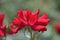 gardening. red rose of the Quadra variety on a green background on a summer day