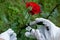 Gardening rose care, cutting damaged leaves close up