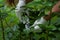 Gardening rose care, cutting damaged leaves close up