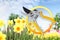 Gardening scissor on flower garden background. Daffodils blooming. Home garden flower care. Sale of flowers in greenhouse and