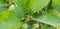 Gardening Series - Bearss Lime Citrus latifolia Yu. Tanaka Tanaka