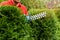 Gardening services - gardener trimming and shaping evergreen thuja hedge with trimmer