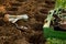 Gardening. Soil preparation before planting in the garden. Digging holes, adding chicken manure pellets and compost. Landscaping.