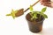 Gardening Spring or Summer Concept. A sequence of seedlings growing progressively taller, against a white background. Pumpkin