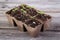 Gardening square organic planting pots with tomato plant sprout