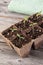 Gardening square organic planting pots with tomato plant sprout