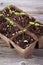 Gardening square organic planting pots with tomato plant sprout