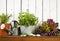 Gardening still-life with potted herbs and dried flowers